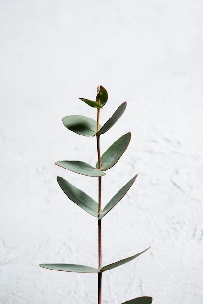 Vue de dessus des feuilles d'eucalyptus avec un fond blanc