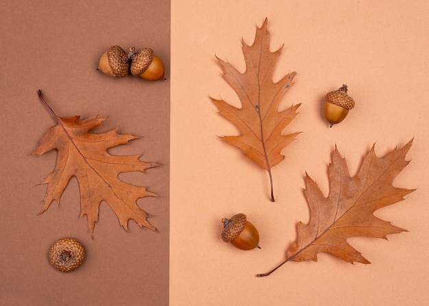 Photo gratuite vue de dessus des feuilles et des glands monochromes