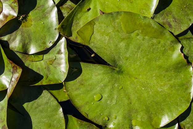 Photo gratuite vue de dessus des feuilles avec des gouttes d'eau