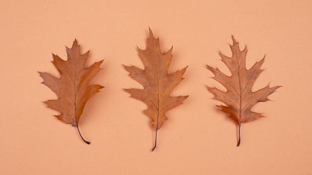 Vue de dessus des feuilles monochromes