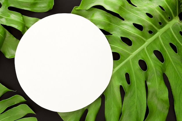 Vue de dessus des feuilles de la plante monstera avec espace copie