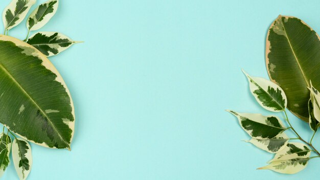 Vue de dessus des feuilles des plantes avec espace copie