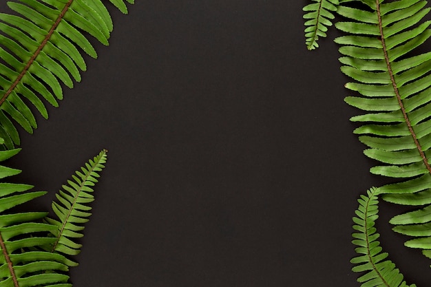 Vue de dessus des feuilles de plantes de fougère avec espace copie