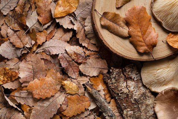 Vue de dessus des feuilles sèches