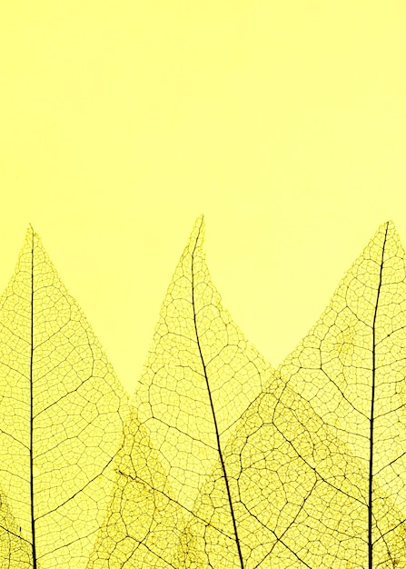 Photo gratuite vue de dessus des feuilles translucides avec espace copie