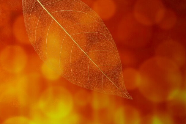 Vue de dessus feuilles transparentes avec lumière orange