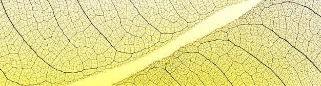 Vue de dessus des feuilles transparentes