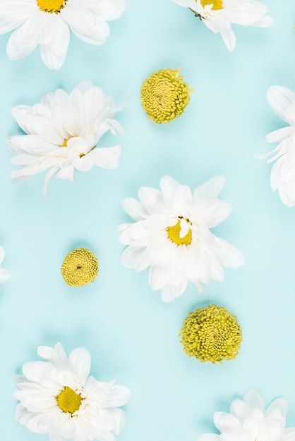 Une vue de dessus d&#39;une fleur blanche et verte sur fond bleu