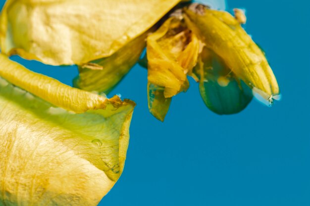 Vue de dessus fleur jaune dans l'eau extrême gros plan