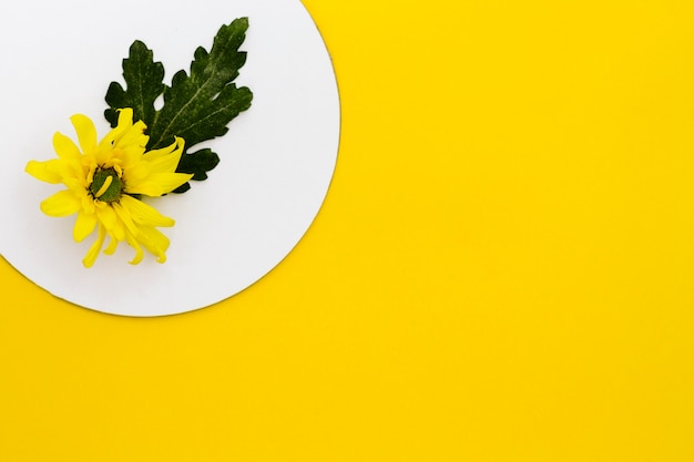 Vue de dessus fleur jaune avec fond