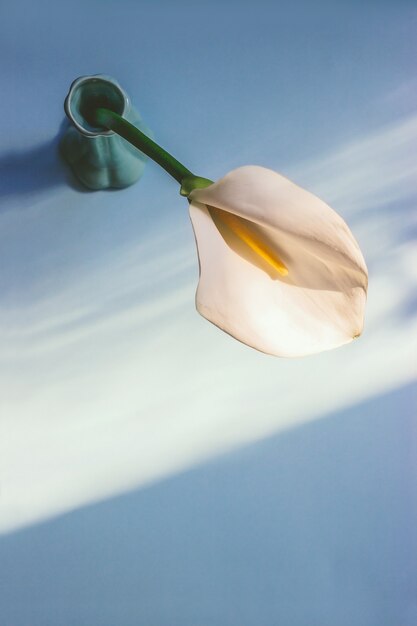 Vue de dessus de la fleur de lys calla blanche mise dans un vase en céramique verte sous la lumière du soleil