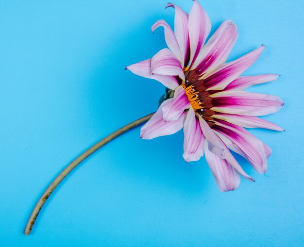 Vue de dessus fleur pourpre sur fond bleu