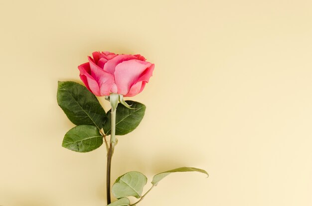 Vue de dessus d'une fleur rose simple