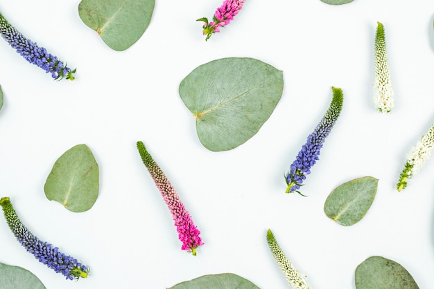 Une vue de dessus de la fleur de veronica et des feuilles sur fond blanc