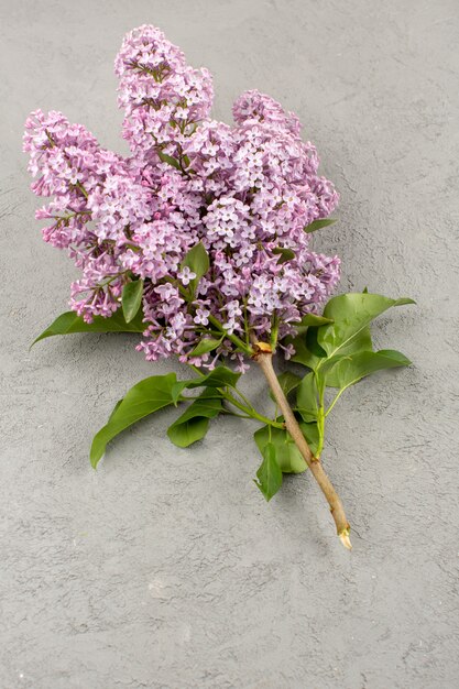 vue de dessus fleurs beau violet isolé sur le gris