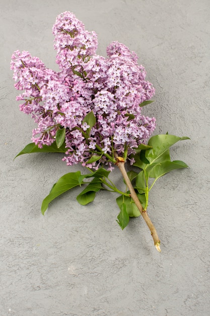 vue de dessus fleurs beau violet isolé sur le gris