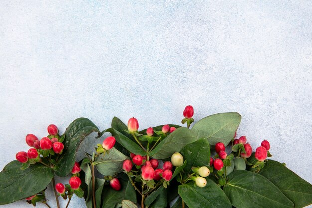 Vue de dessus des fleurs sur blanc avec espace copie