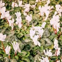 Photo gratuite une vue de dessus de fleurs blanches fraîches avec des feuilles vertes