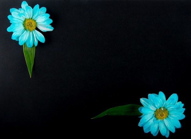 Vue de dessus des fleurs de chrysanthème de couleur bleue isolé sur fond noir avec copie espace