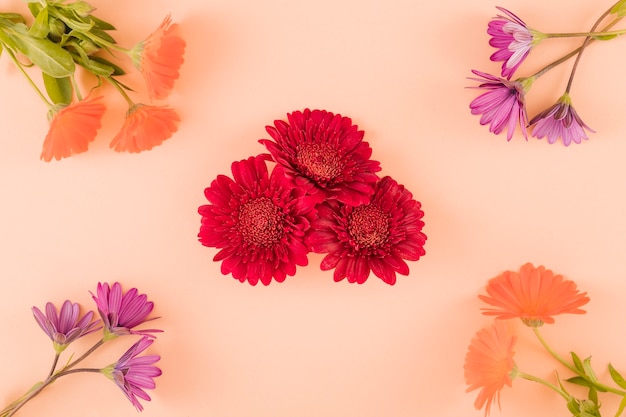 Vue de dessus des fleurs colorées