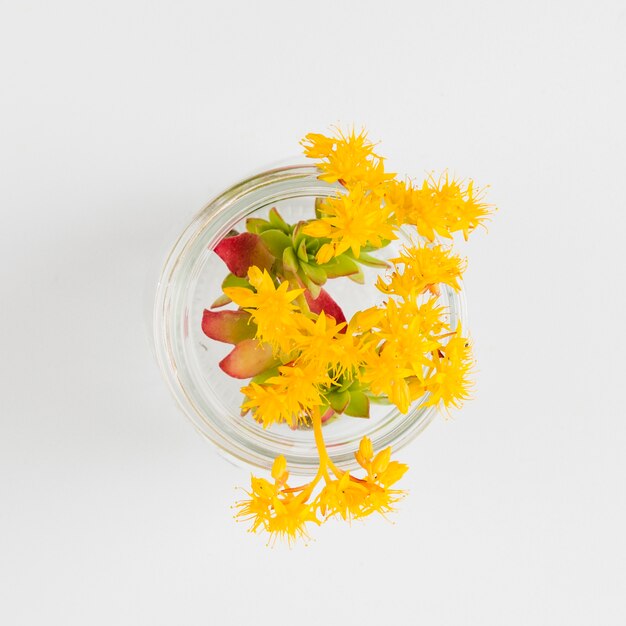 Vue de dessus des fleurs dans un vase en verre