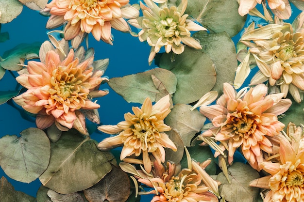 Vue de dessus des fleurs délicates dans l'eau bleue