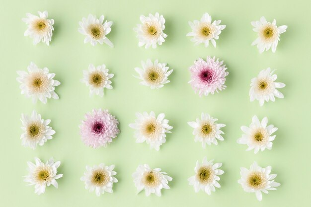 Vue de dessus fleurs épanouies