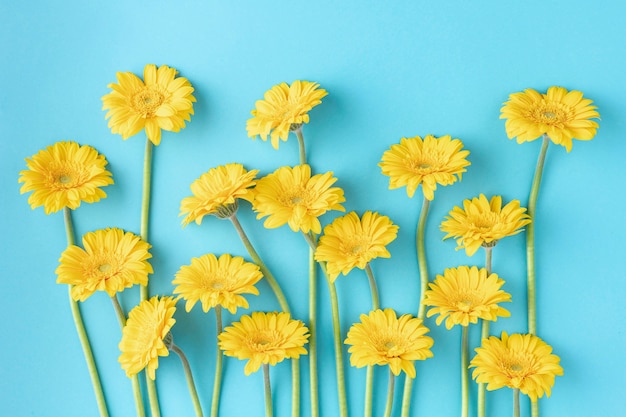 Vue de dessus fleurs épanouies