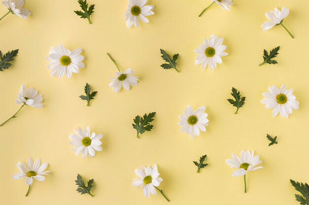 Vue de dessus fleurs épanouies