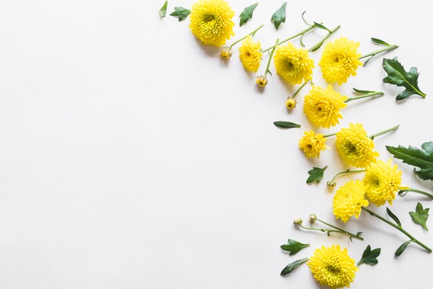 Vue de dessus des fleurs et des feuilles