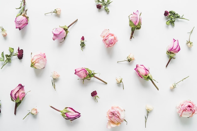 Photo gratuite vue de dessus des fleurs et des feuilles