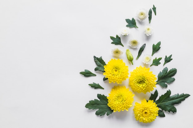 Vue de dessus des fleurs et des feuilles