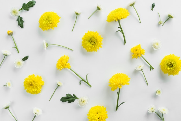 Vue de dessus des fleurs et des feuilles