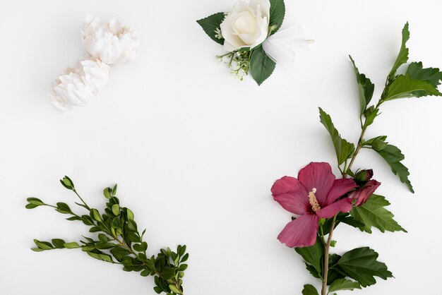 Vue de dessus des fleurs avec un fond blanc