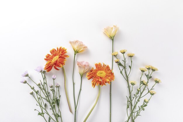 Vue de dessus des fleurs fraîches isolées sur un mur blanc