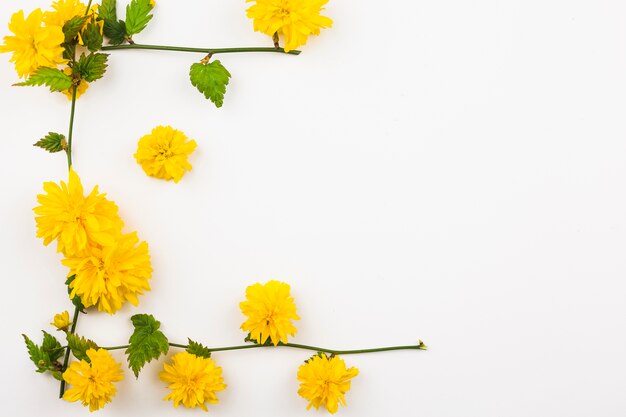 Vue de dessus de fleurs fraîches