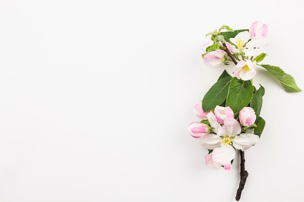 Vue de dessus de fleurs fraîches