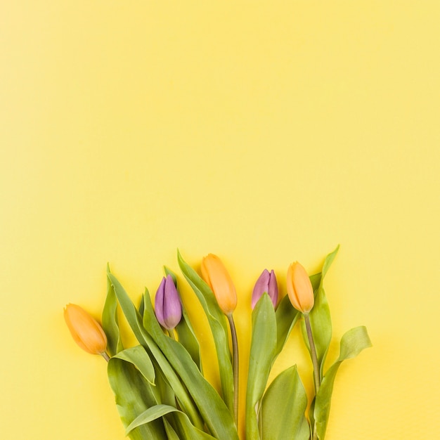 Vue de dessus de fleurs fraîches