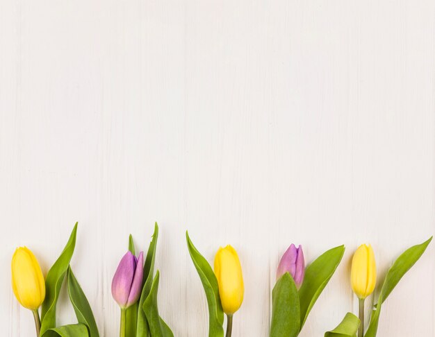 Vue de dessus de fleurs fraîches