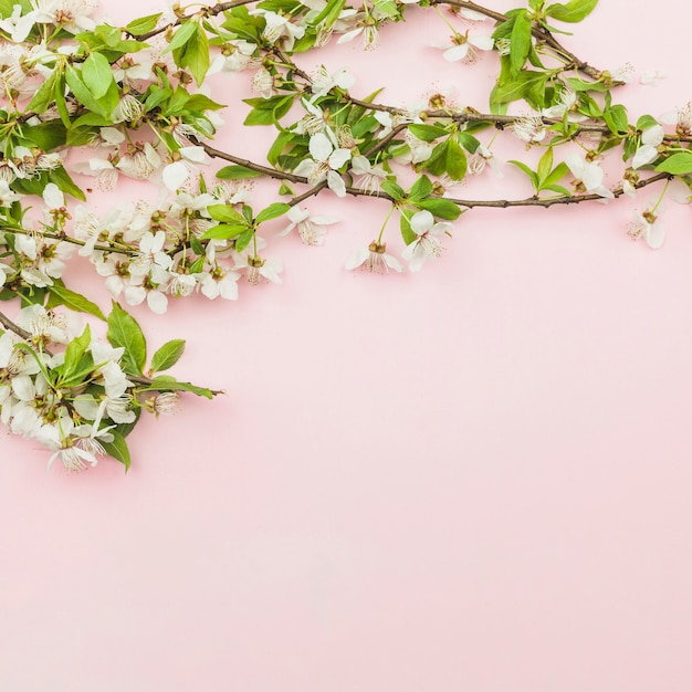 Photo gratuite vue de dessus de fleurs fraîches