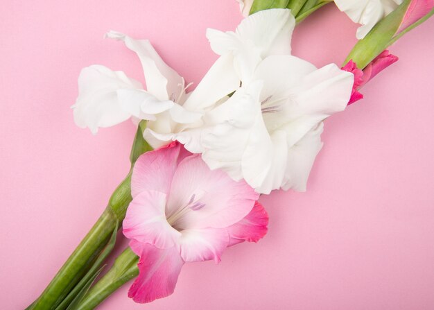 Vue de dessus des fleurs de glaïeul de couleur rose et blanc isolé sur fond rose