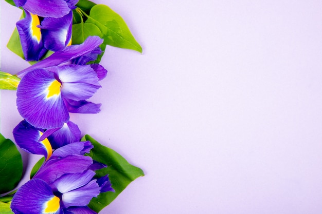 Vue de dessus des fleurs d'iris de couleur violet foncé isolé sur fond blanc avec espace de copie