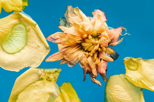 Vue de dessus des fleurs jaunes en gros plan de l'eau bleue