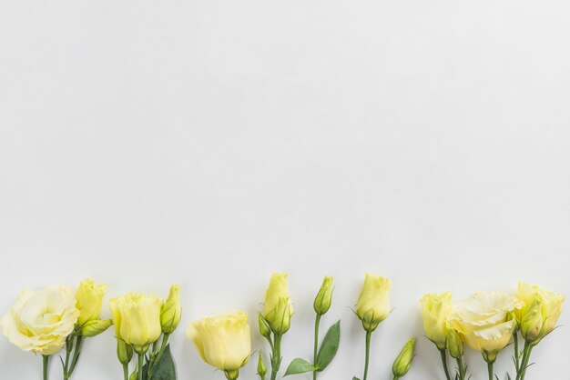 Vue de dessus de fleurs jaunes