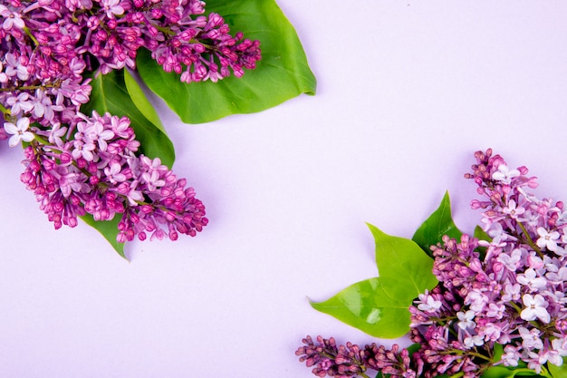 Vue de dessus des fleurs lilas isolé sur fond blanc avec espace de copie