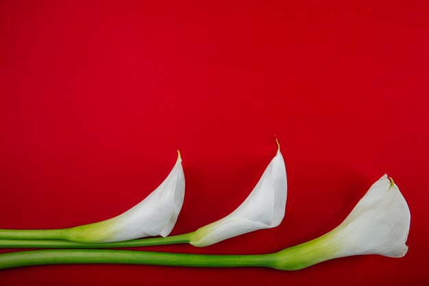 Vue de dessus des fleurs de Lys calla de couleur blanche isolé sur fond rouge avec copie espace