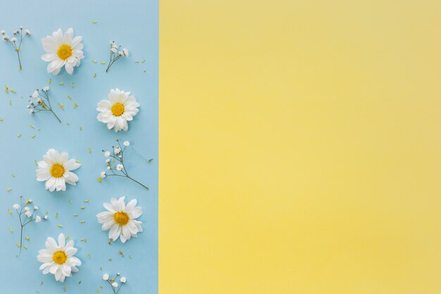 Vue de dessus des fleurs de Marguerite blanche et des fleurs de souffle de bébé sur fond double