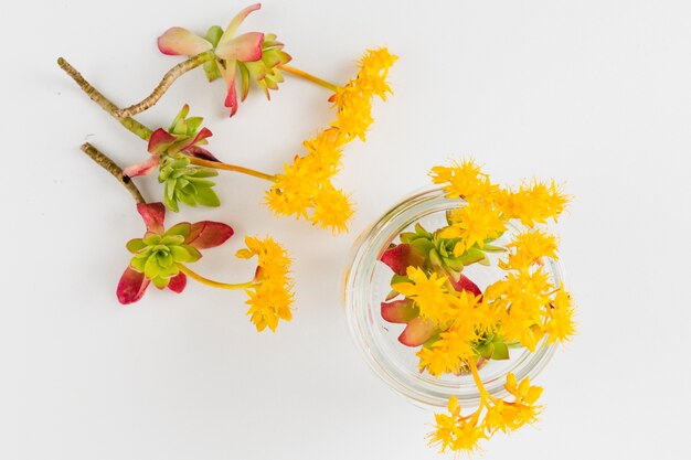 Vue de dessus fleurs et pétales jaunes