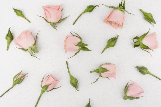 Vue de dessus de fleurs de printemps rose