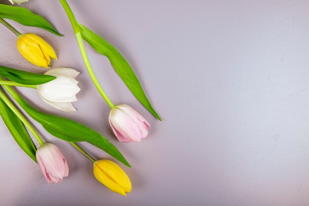 Vue de dessus des fleurs de tulipe de couleur blanc jaune et rose isolé sur fond de couleur avec copie espace